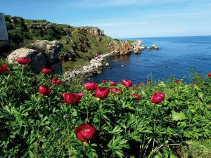 黒海に面して咲くシャクヤク　パエオニア・ペリグリナ