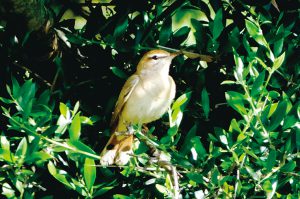 繁殖のためにアフリカから渡来するオタテヤブコマドリ