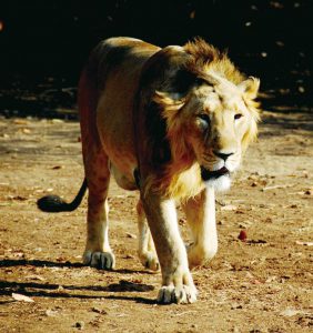 ギル国立公園のインドライオン