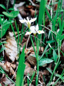 キンカキツバタに似たイリス・オダエサネンシス