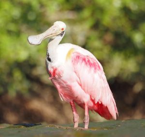 タルコレス川リバークルーズで出会えるベニヘラサギ