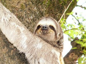 出会いたいミツユビナマケモノ　（Three-toed Sloth）