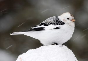 ユキホオジロは早い夏鳥として渡来します