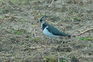 タゲリ　撮影：宮沢安二郎様