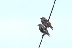 ホシムクドリ　撮影：高野雄一様