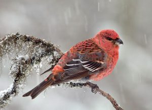 ギンザンマシコは餌台にやってきます