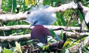 ムネアカカンムリバトは樹上性の大型のハト