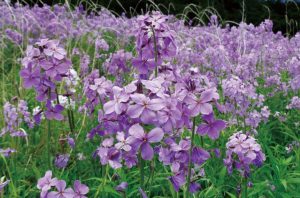 アブラナの仲間がときに花畑に