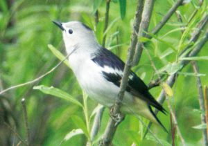 村の植込みなどで繁殖するシベリアムクドリ