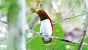 真っ赤な極楽鳥ヒヨクドリの雄