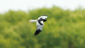 ハンカ湖畔の湿地で見られるマダラチュウヒ