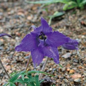 道端のヒエンソウ　花が大きくて草丈が低い