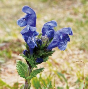 花の大きいラショウモンカズラの仲間