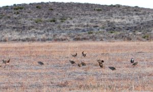 ライチョウの繁殖地