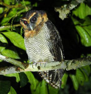 夜間観察でチャンスがあるオオフクロウ