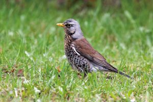 住宅地の庭が主な生息地のノハラツグミ