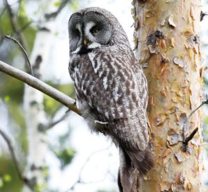 大型のカラフトフクロウは見る者を圧倒する迫力ある風貌です