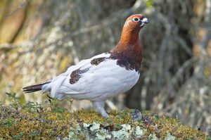 フィンランドの森林はライチョウ類の生息地です（写真はカラフトライチョウ）