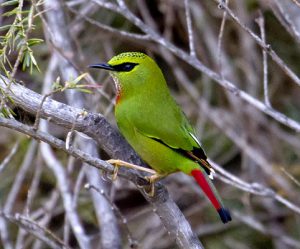 ゴシキチメドリは最も見るのが難しい鳥のひとつ