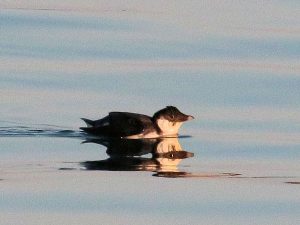 ウミスズメ　撮影：大坪昭允様