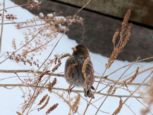 ハギマシコ　撮影：大坪昭允様