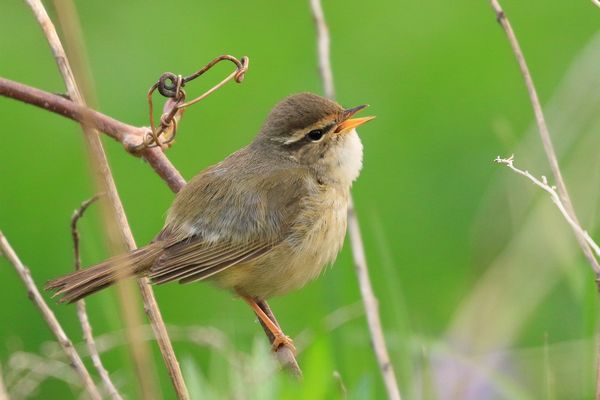 ツアー報告 珍鳥の宝庫 春の飛島 2017年5月4日 7日 ネイチャリングニュース ツアー報告 珍鳥の宝庫 春の飛島 2017年5月4日 7日 ネイチャリングニュース