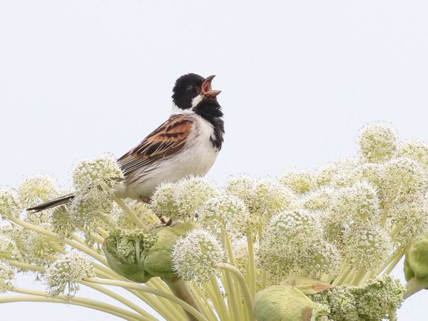 ツアー報告 フォトツアー夏の北海道 花と鳥のコラボレーションを撮る ２０１７年６月３０日 ７月３日 ネイチャリングニュース