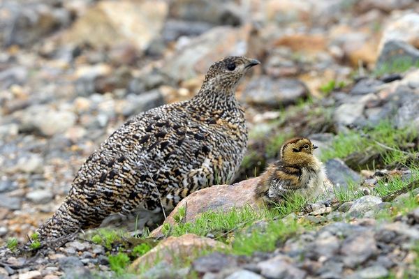 ツアー報告 絶景の立山 ライチョウの親子に会いたい 2017年7月17日 19日 ネイチャリングニュース ツアー報告 絶景の立山 ライチョウの親子に会いたい 2017年7月17日 19日 ネイチャリングニュース