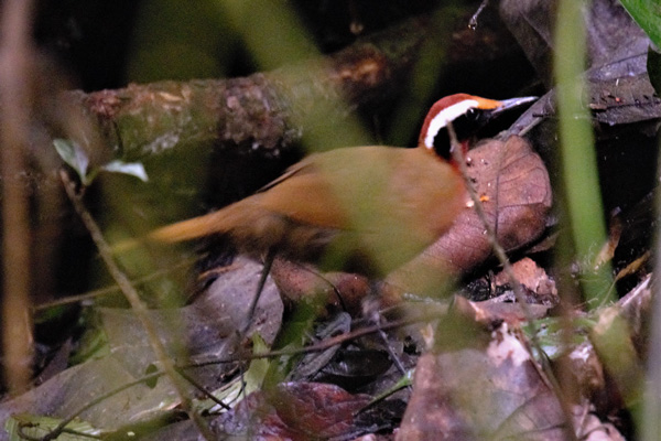 マレー半島の鳥の面白さを実感しました ネイチャリングニュース