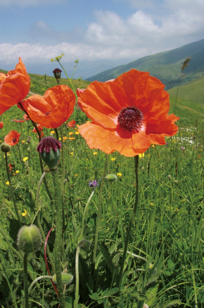 募集終了 ６ １３発 アルメニア緑輝く初夏の花畑と巨大ケシウォッチング 8日間 ネイチャリングニュース