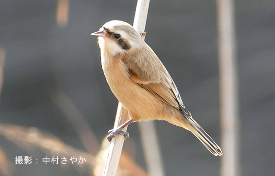 ツアー紹介 ２０１９ ５ ５発 夏羽のシギ群れる有明海とツリスガラ ４日間 ネイチャリングニュース