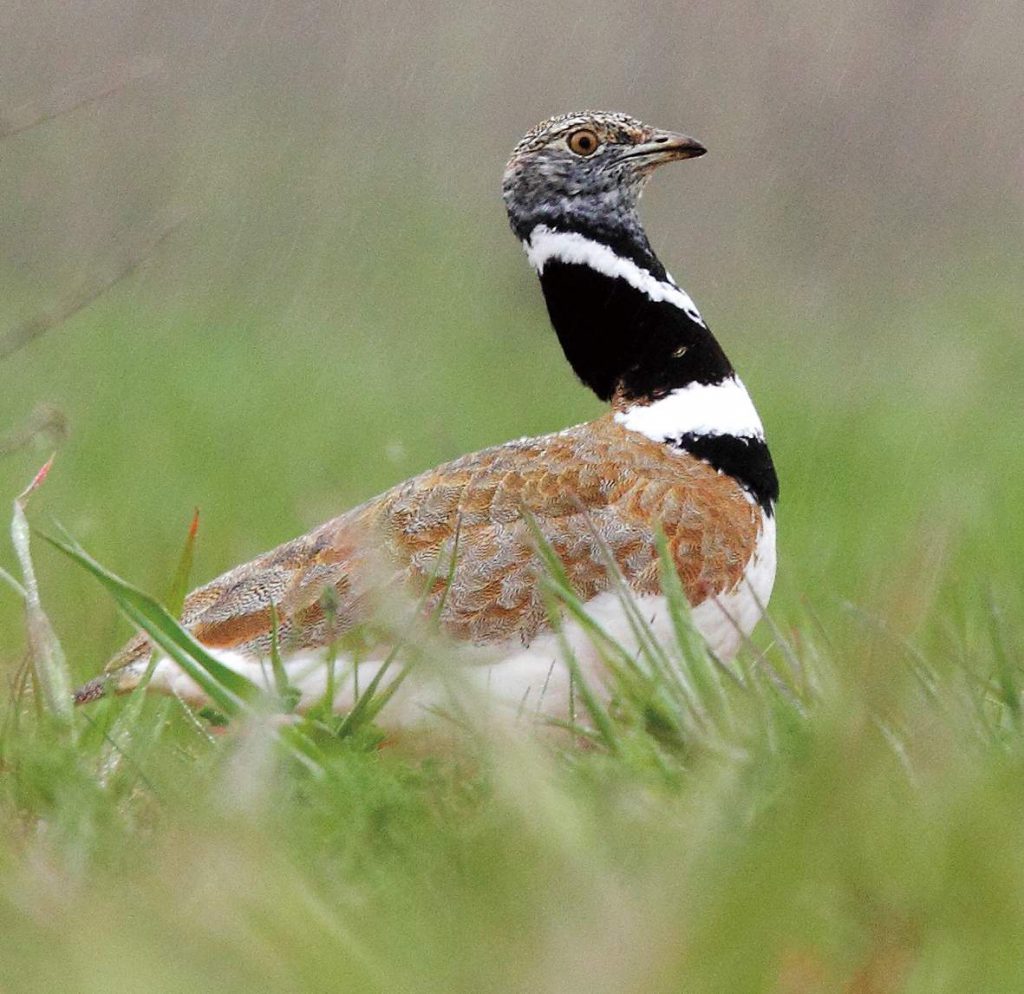 【催行決定】6/16発 スペイン縦断 バードウォッチング 11日間 ネイチャリングニュース