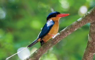 海外の鳥 ツアー紹介 ネイチャリングニュース