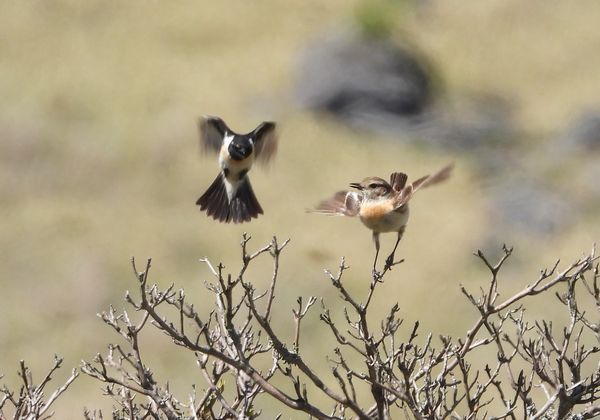 ツアー報告 初夏の霧ケ峰 レンゲツツジと小鳥たち ２０１９年６月１３日 ネイチャリングニュース