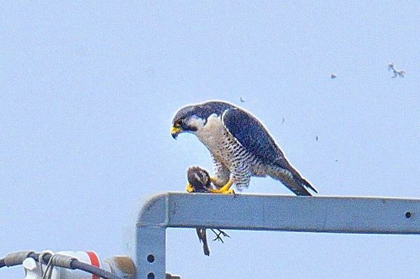 ツアー報告 大洗の海鳥と涸沼の猛禽類 ２０２０年２月１５日 ネイチャリングニュース