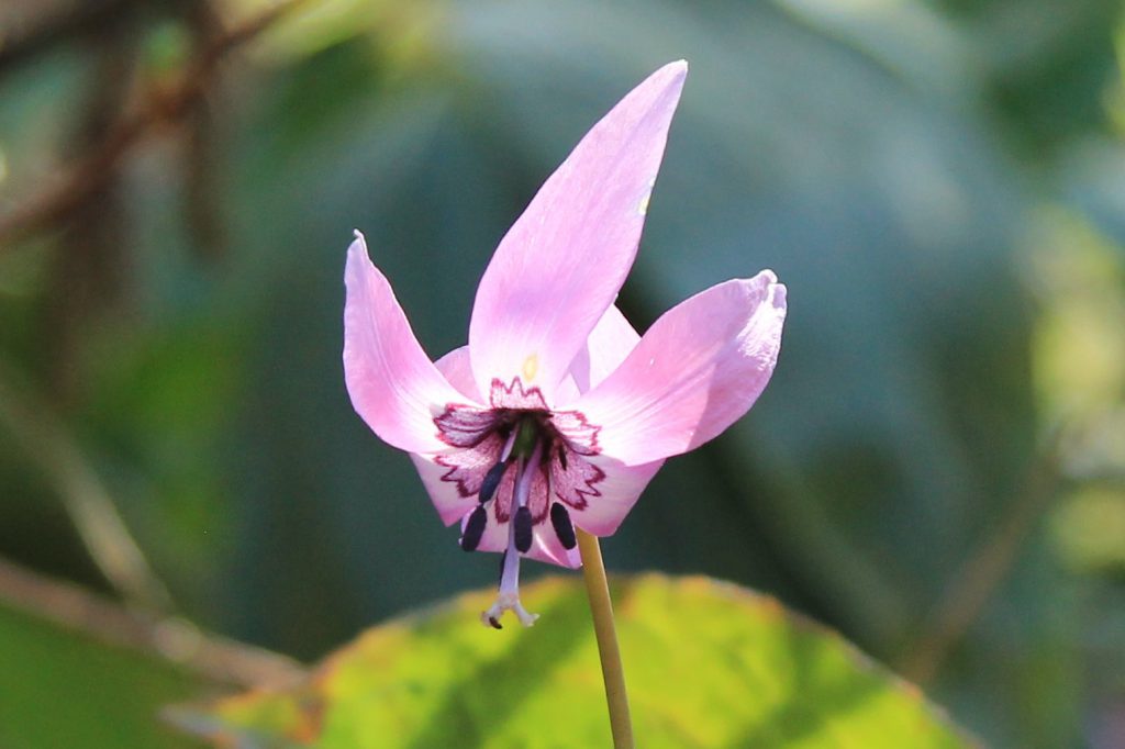 花の観察会 4月5日 月 新潟スプリングエフェメラルのおもしろ生態学 ３日間 ネイチャリングニュース