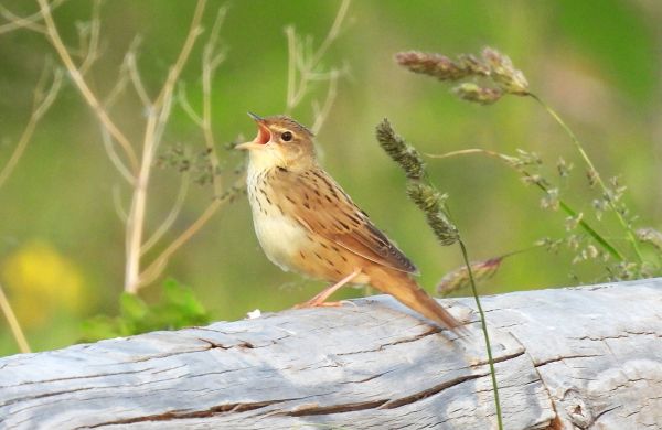 ツアー紹介】2026年6月6日発 花々に歌う原生花園の夏鳥と知床の